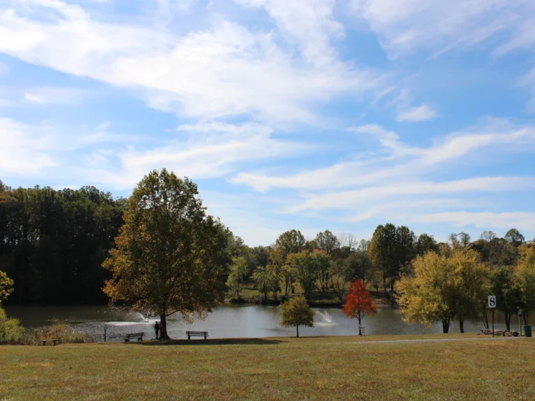 Green trees near body of water under blue sky during daytime
