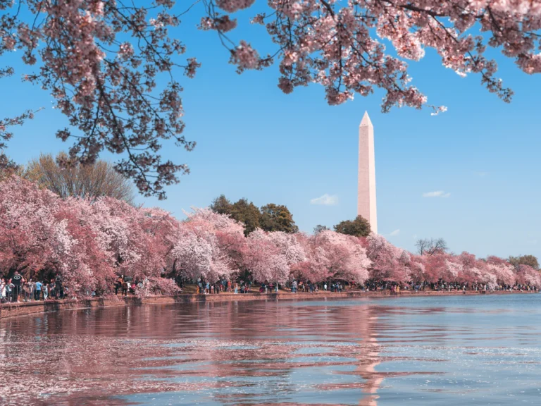The Washington Monument framed by blooming cherry trees along the Tidal Basin in Washington DC