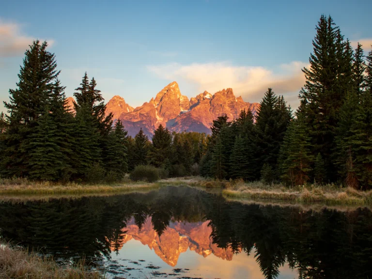 Green pine trees near lake during daytime